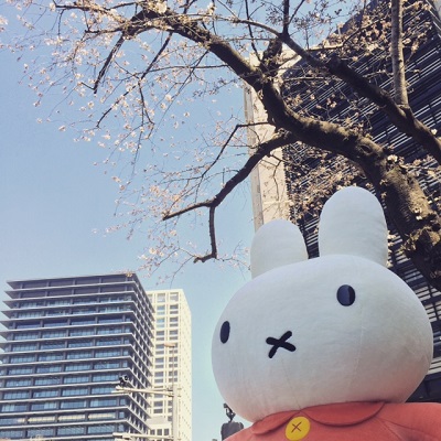 本店の前の桜が開花しました